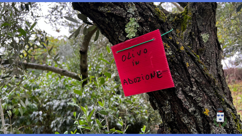 Successo per la campagna del Comune "Adotta un olivo"