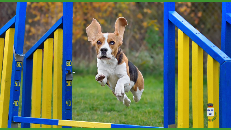 Agility dog